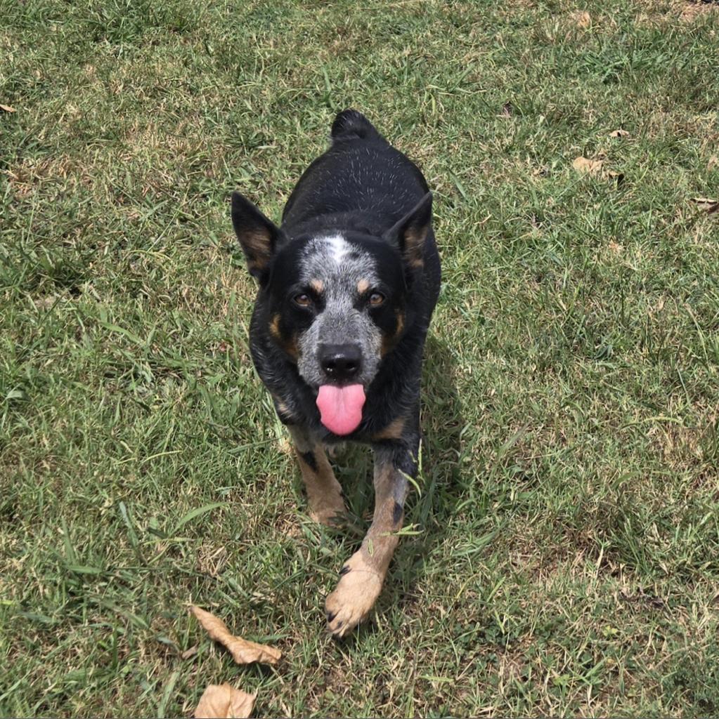 Clark, Adoptable, Adult Male Australian Cattle Dog / Blue Heeler.