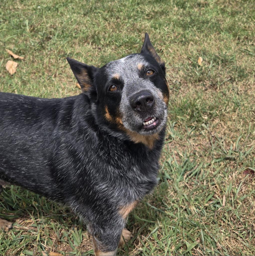Clark, a Adoptable Australian Cattle Dog / Blue Heeler in Huntsville, AL image 2/6