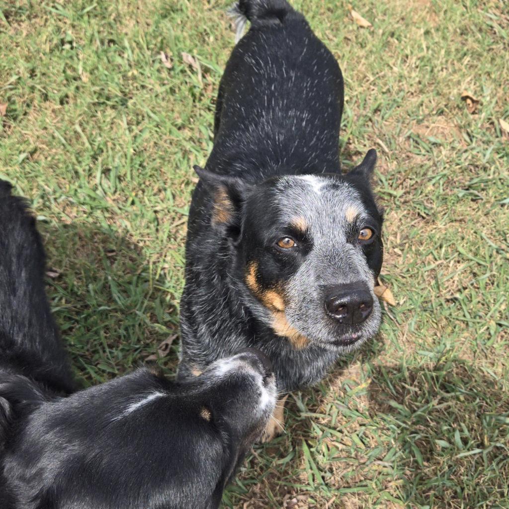 Clark, a Adoptable Australian Cattle Dog / Blue Heeler in Huntsville, AL image 3/6