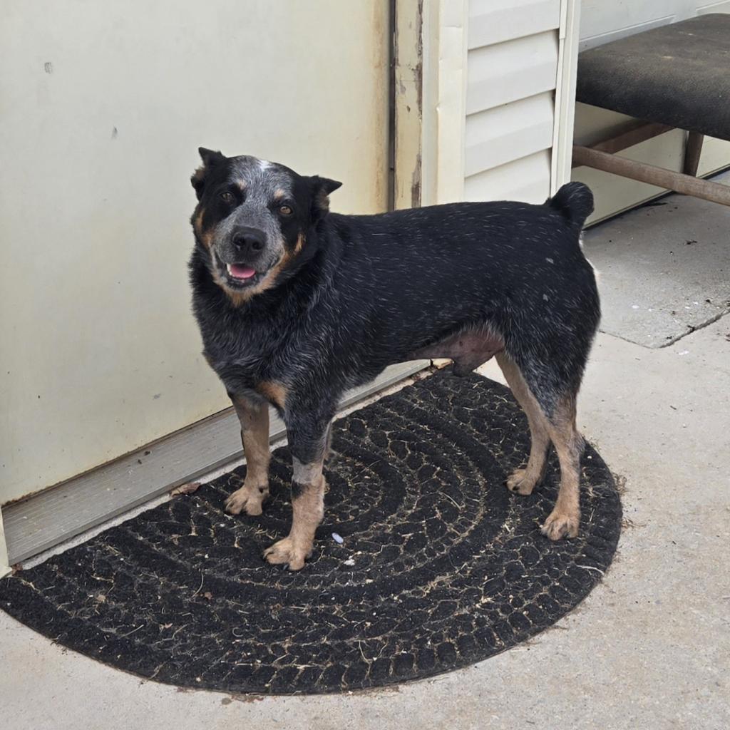Clark, a Adoptable Australian Cattle Dog / Blue Heeler in Huntsville, AL image 4/6
