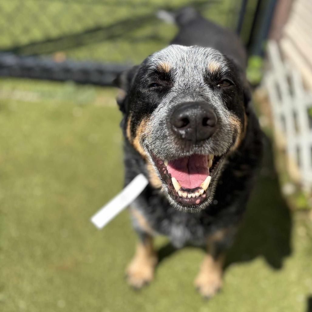 Clark, a Adoptable Australian Cattle Dog / Blue Heeler in Huntsville, AL image 5/6