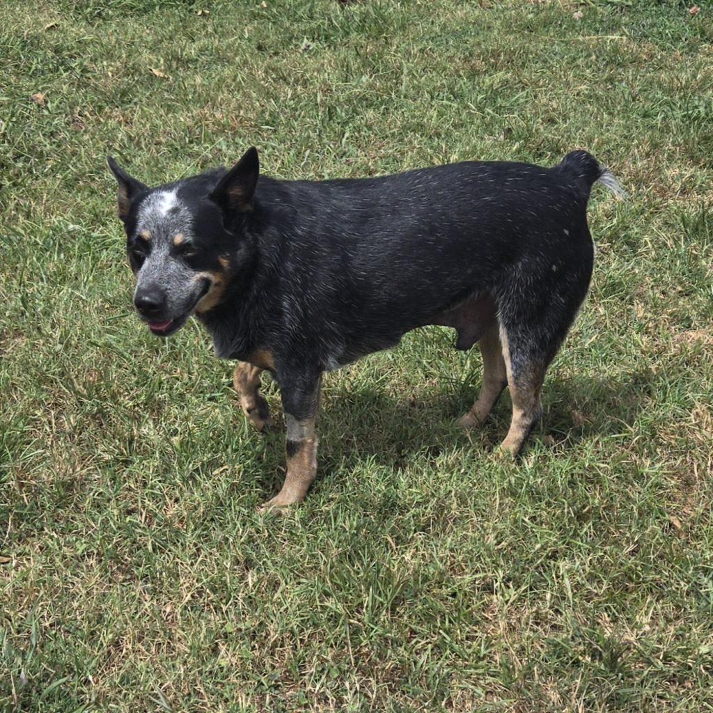 Clark, Adoptable, Adult Male Australian Cattle Dog / Blue Heeler.