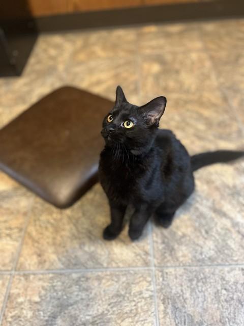 TINY, Adoptable, Young Female Domestic Short Hair.