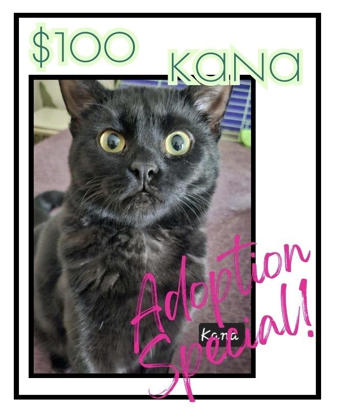 Kana, Adoptable, Kitten Female Domestic Short Hair.