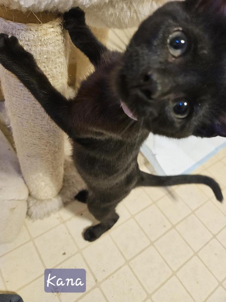Enlarge Kana, a Adoptable mixed breed in Poplar Grove, IL image 1/3