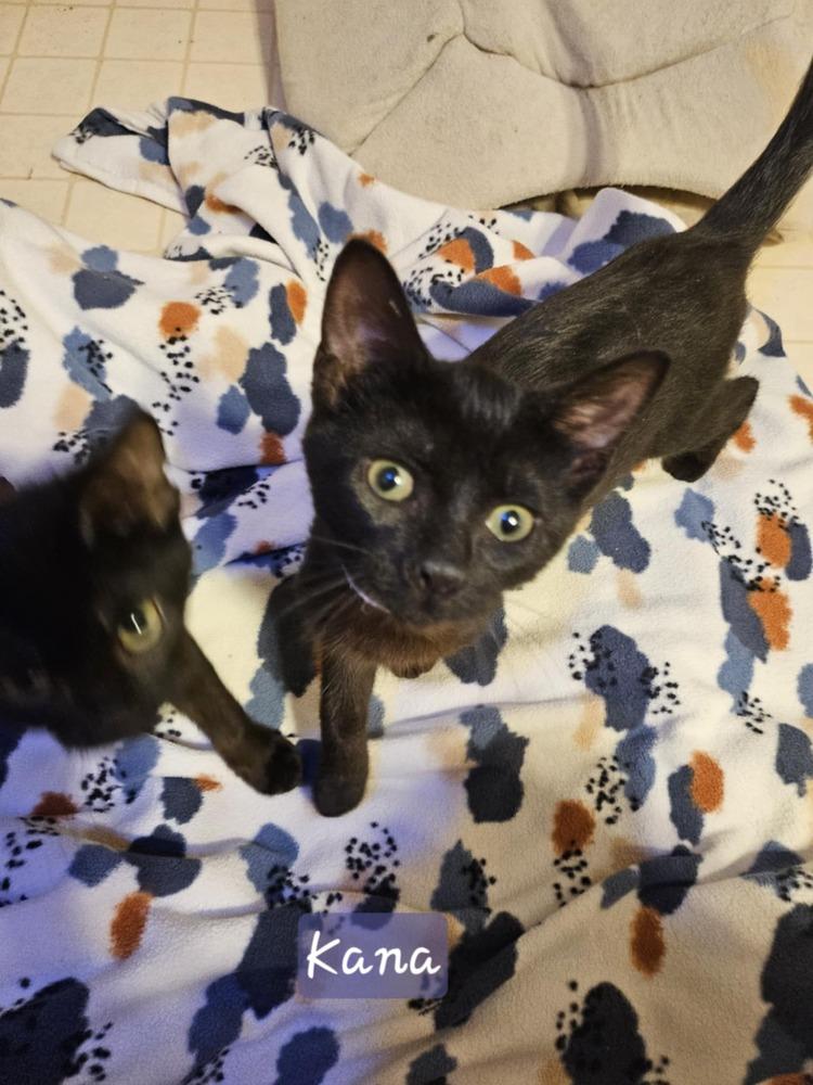 Enlarge Kana, a Adoptable mixed breed in Poplar Grove, IL image 3/3