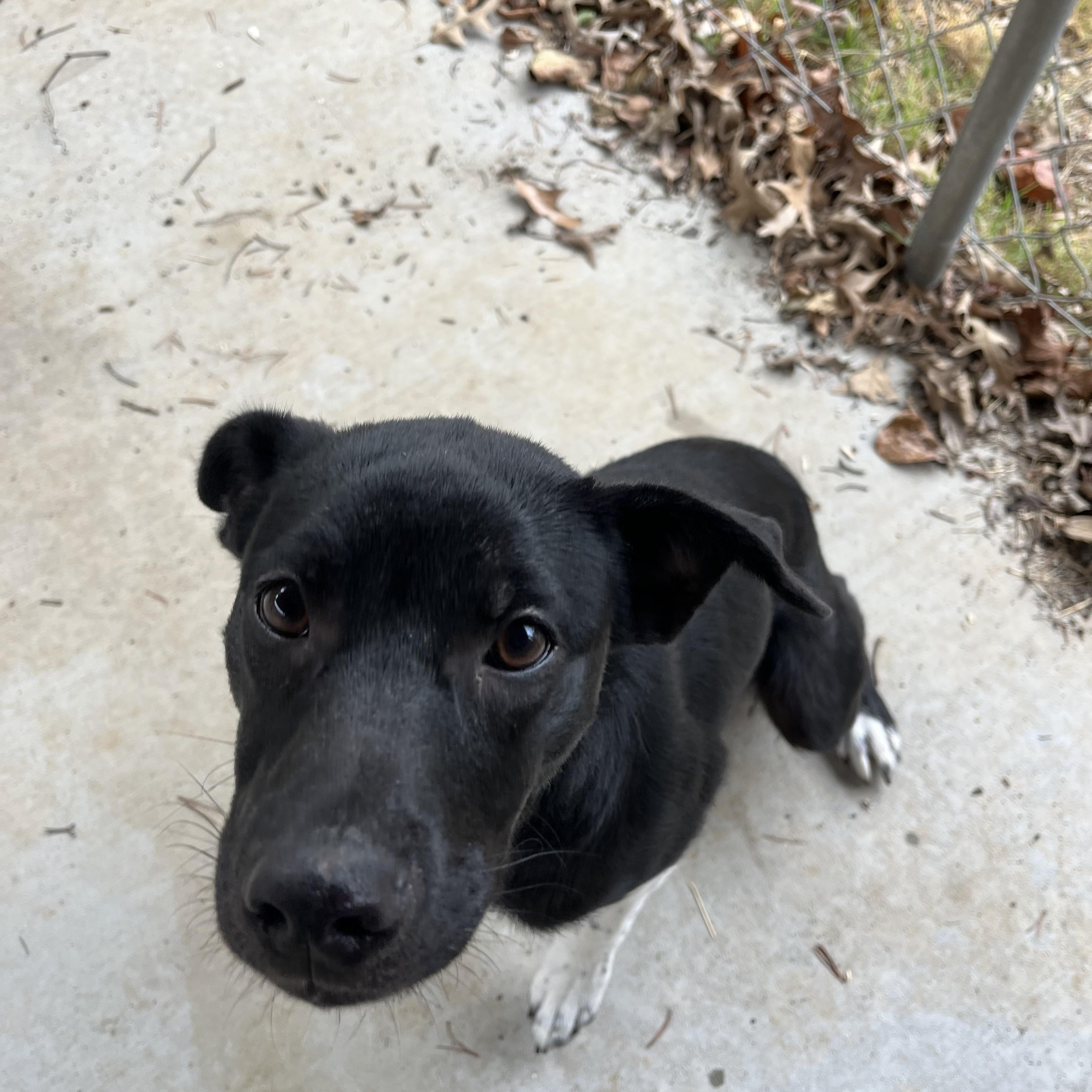 Enlarge Marcie , an adopted Black Labrador Retriever in Loudon, TN image 3/4