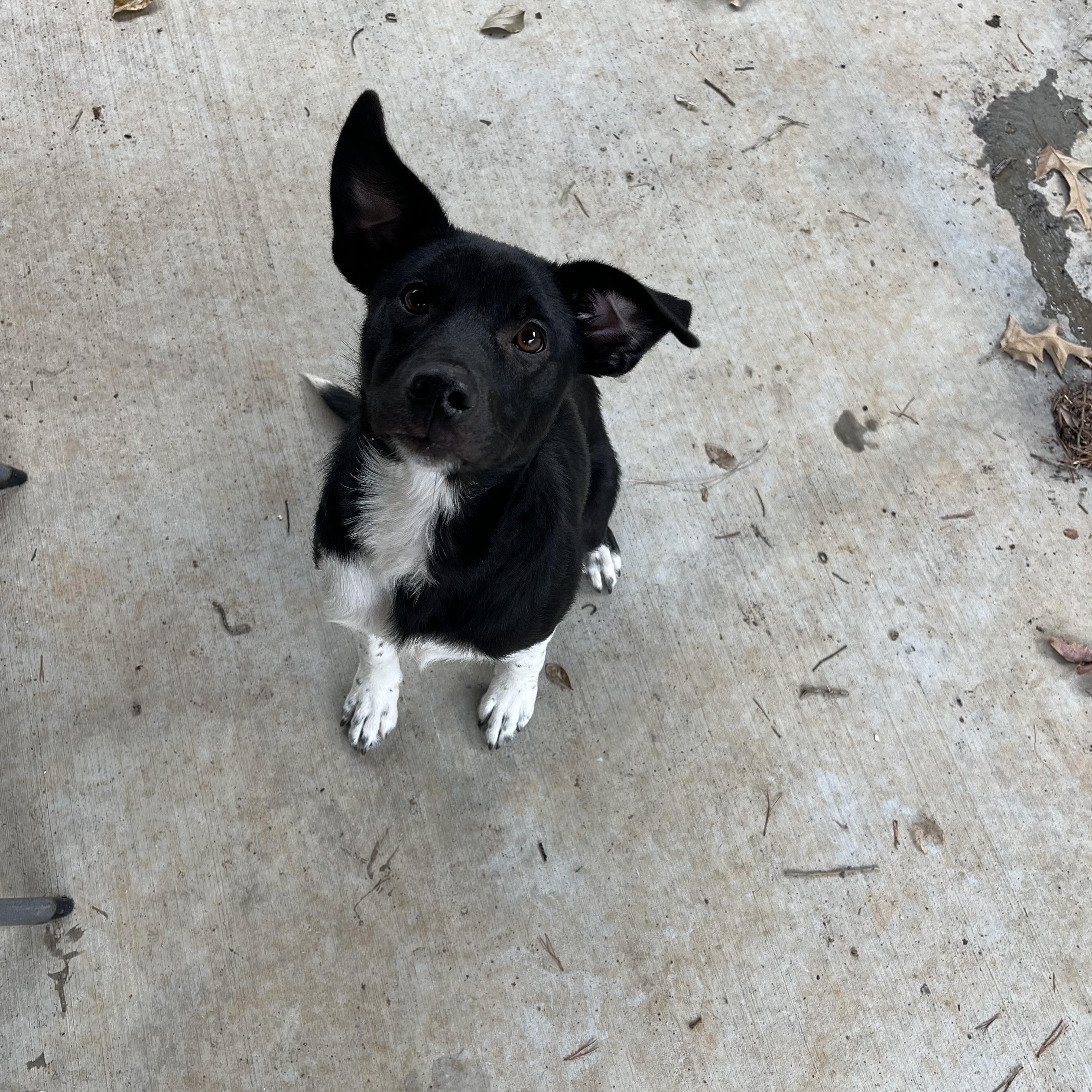 Enlarge Marcie , an adopted Black Labrador Retriever in Loudon, TN image 2/4