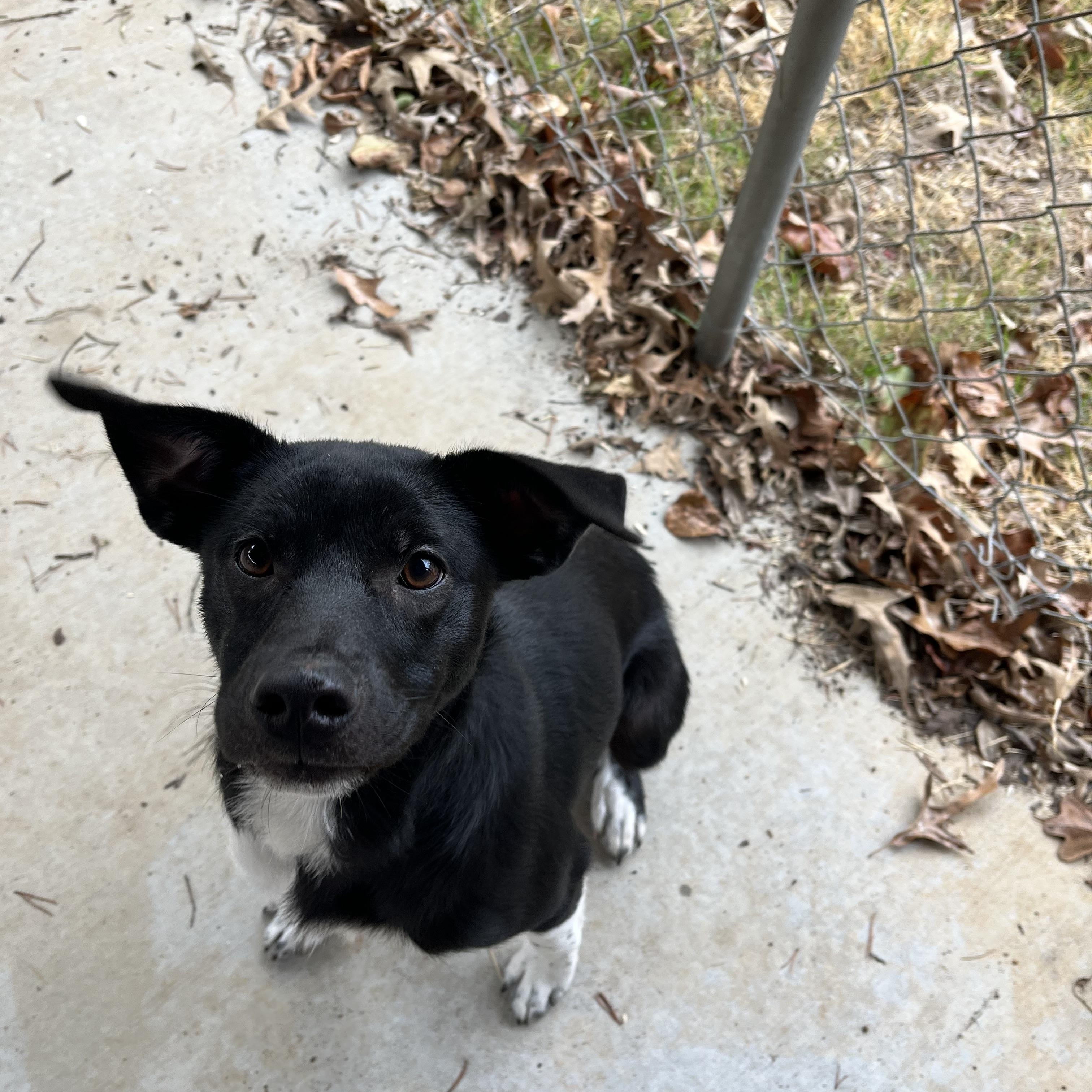 Marcie , ADOPTABLE, Young Female Black Labrador Retriever.