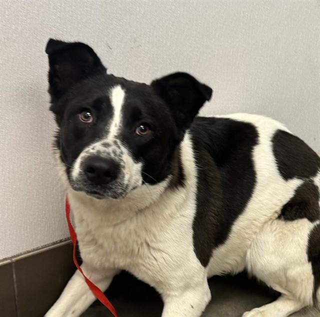 MOONBEAM* — thumbnail 2