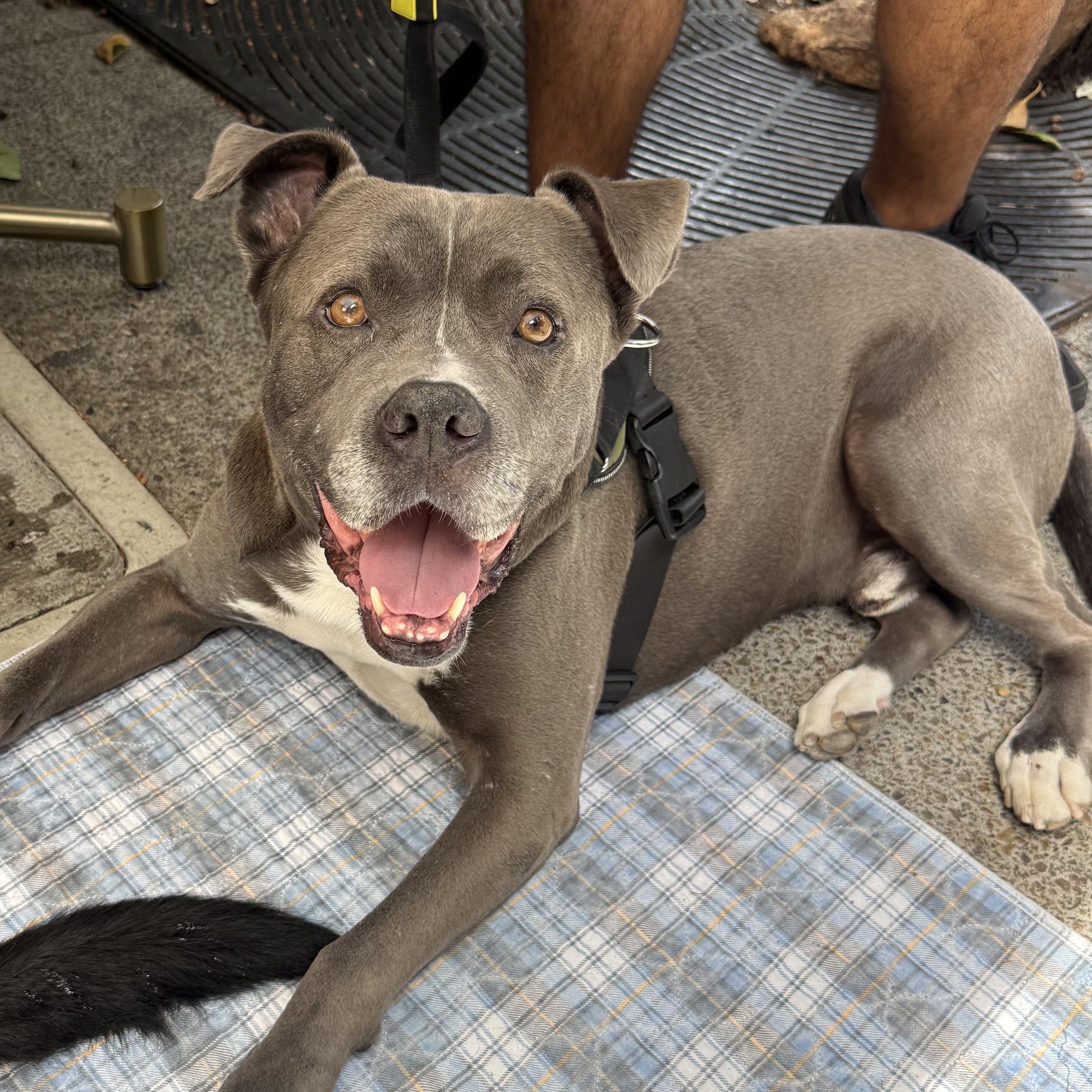 Enlarge Tyson, a Adoptable mixed breed in San Diego, CA image 3/6