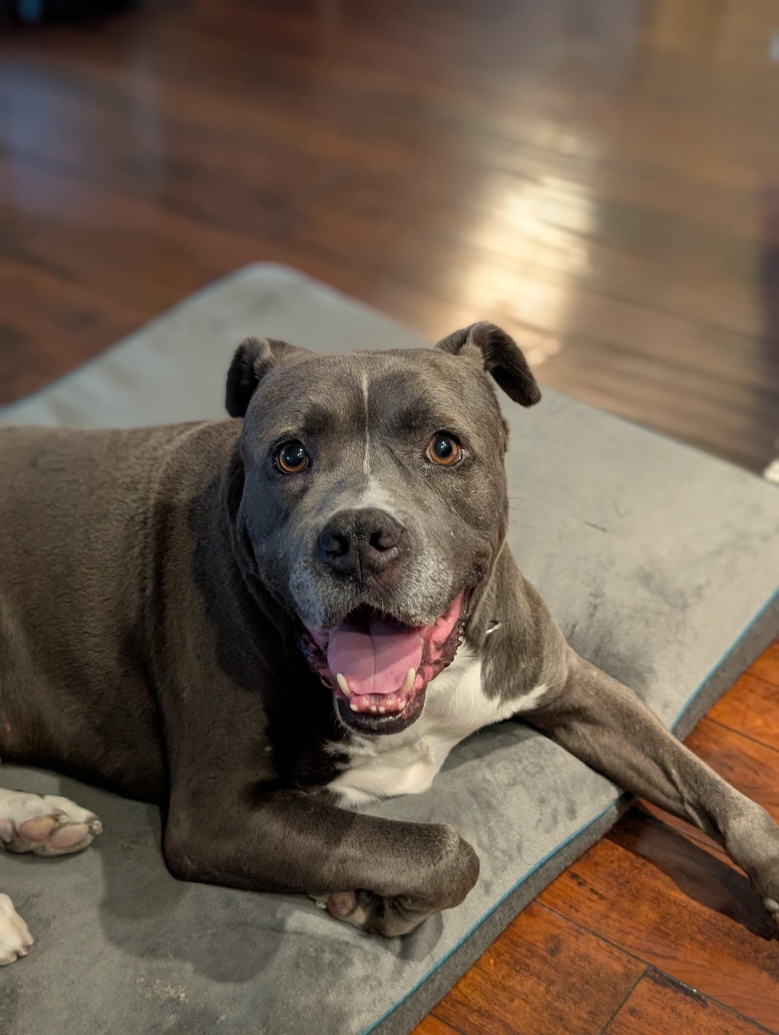 Enlarge Tyson, a Adoptable mixed breed in San Diego, CA image 5/6