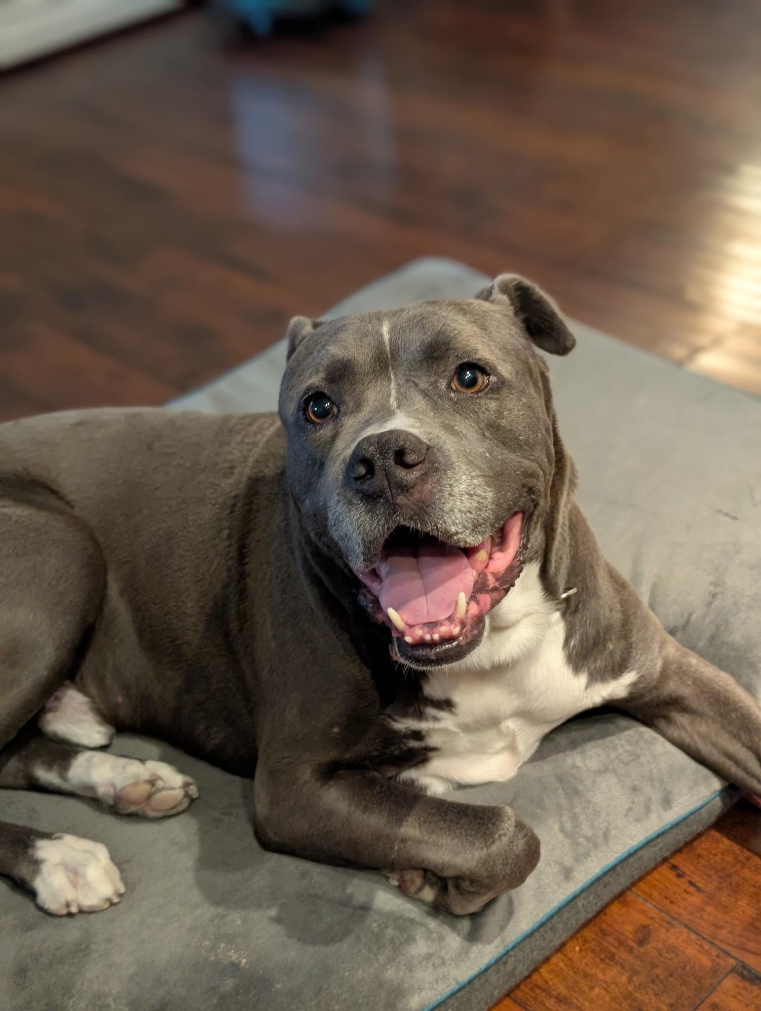 Enlarge Tyson, a Adoptable mixed breed in San Diego, CA image 4/6