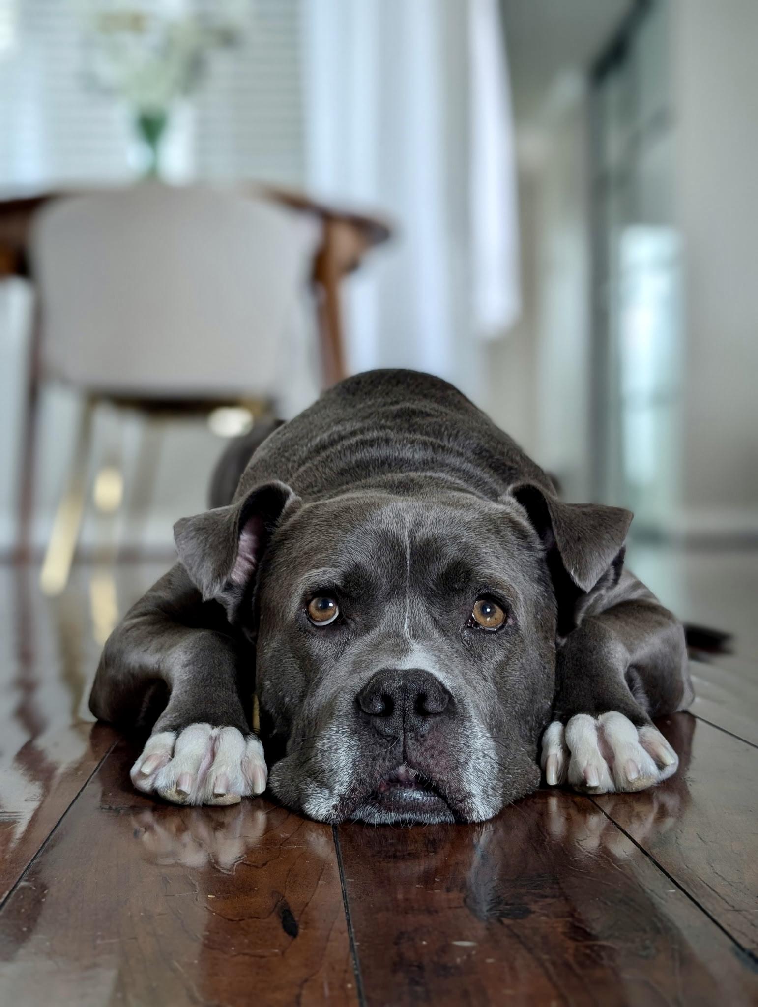 Enlarge Tyson, a Adoptable mixed breed in San Diego, CA image 6/6