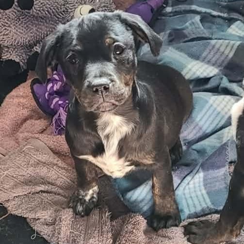 Enlarge Josh, a ADOPTABLE mixed breed in Newfoundland, NJ image 1/1