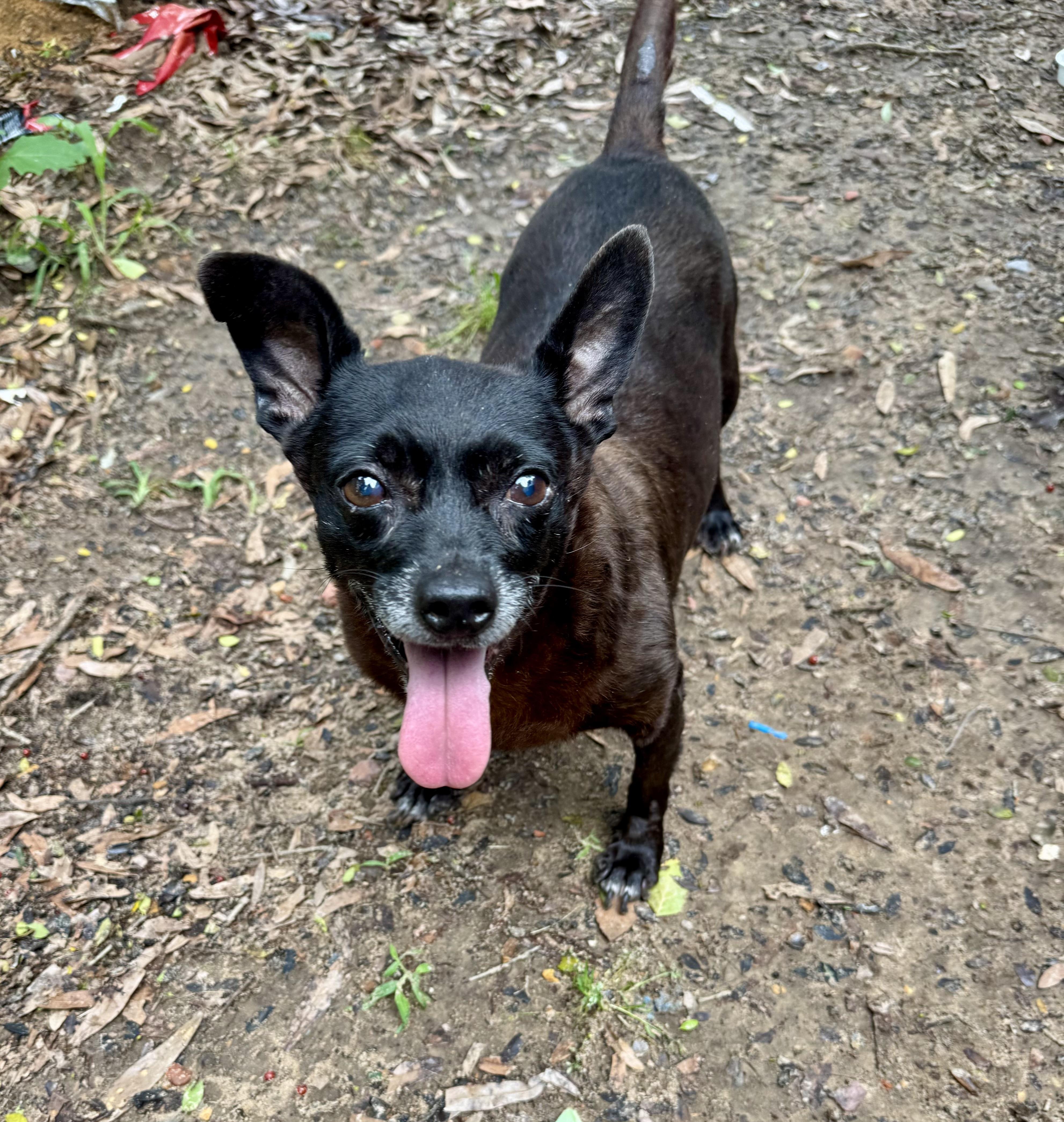 COCO AKA MEATBALL