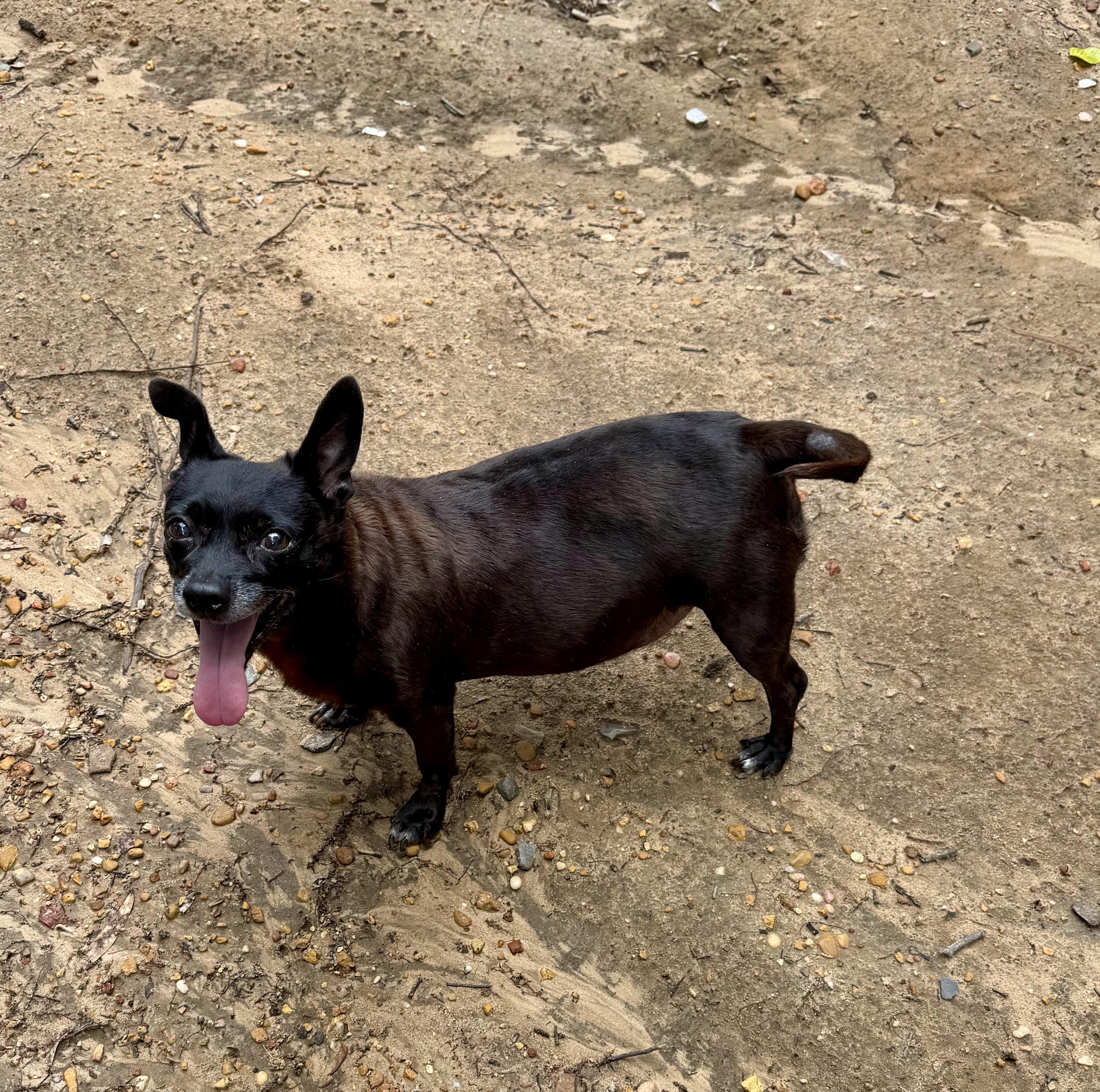 COCO AKA MEATBALL