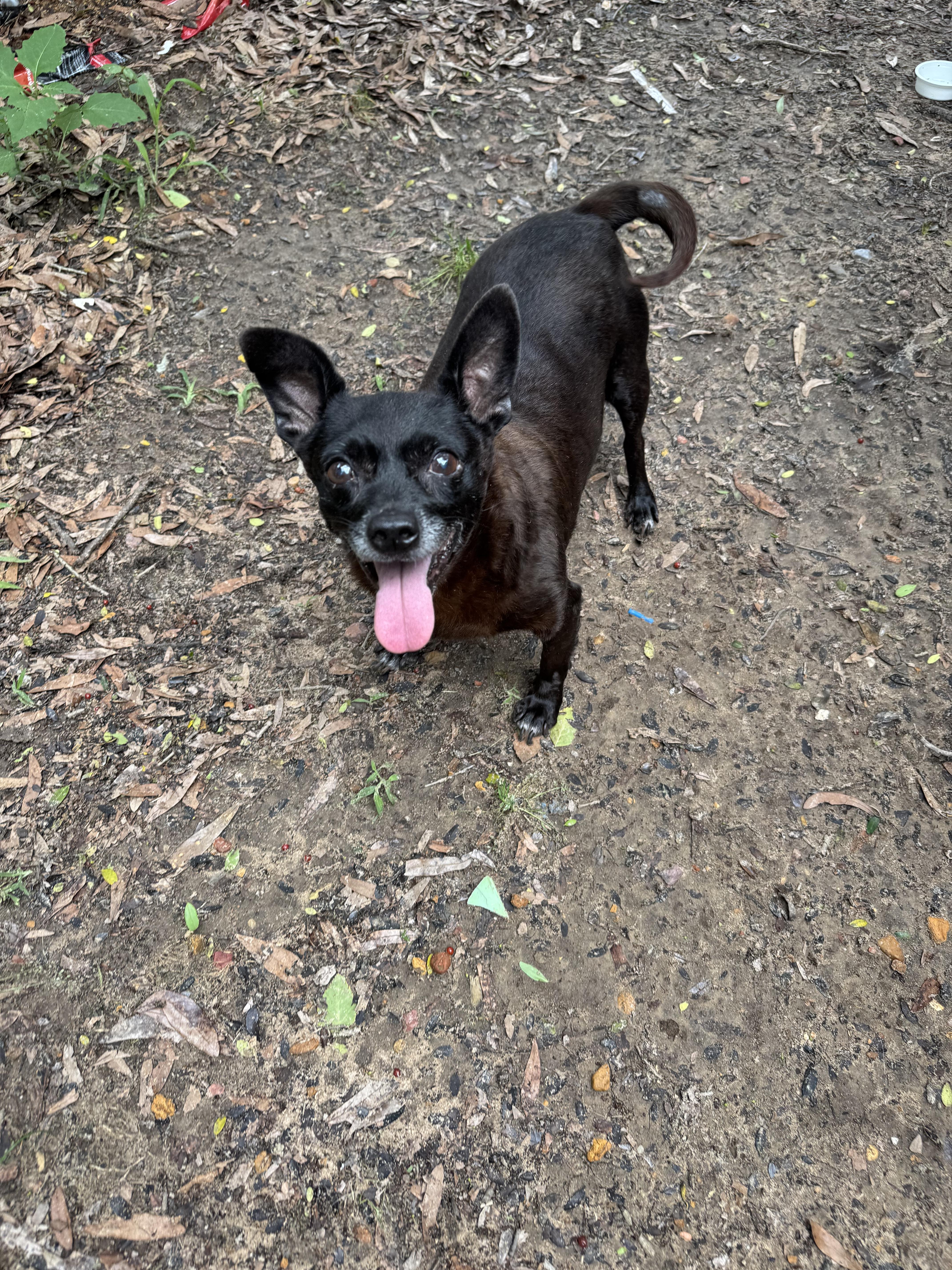 COCO AKA MEATBALL