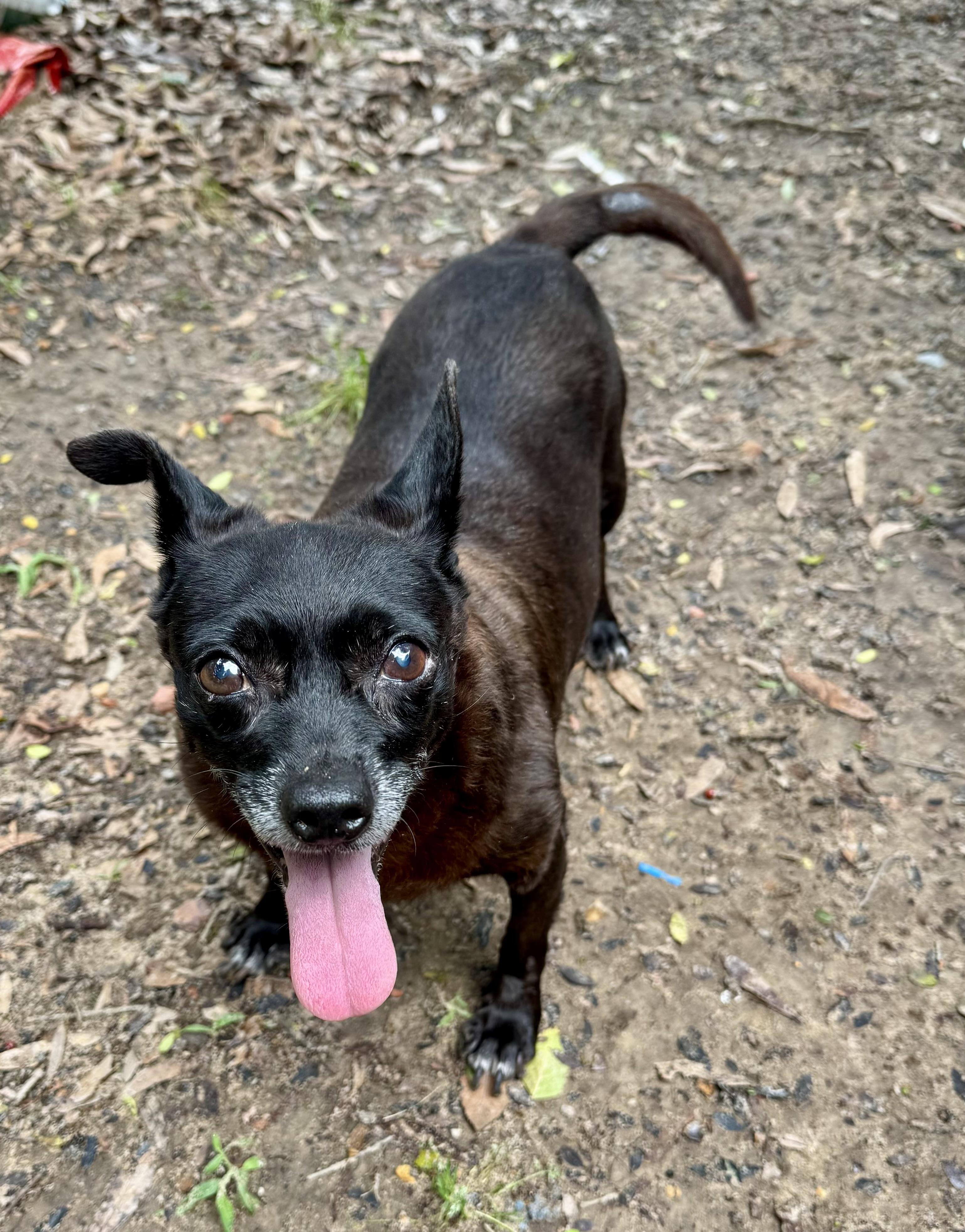 COCO AKA MEATBALL