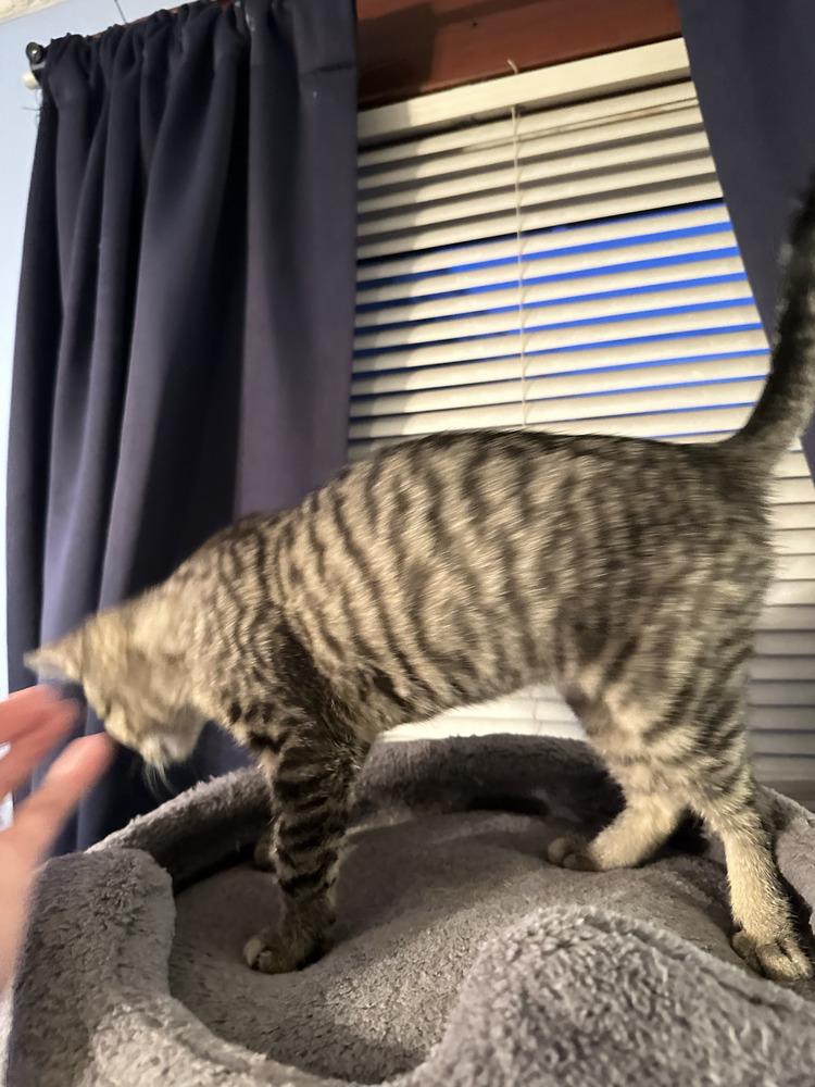 Enlarge Danny, a Adoptable mixed breed in East Greenville, PA image 2/3