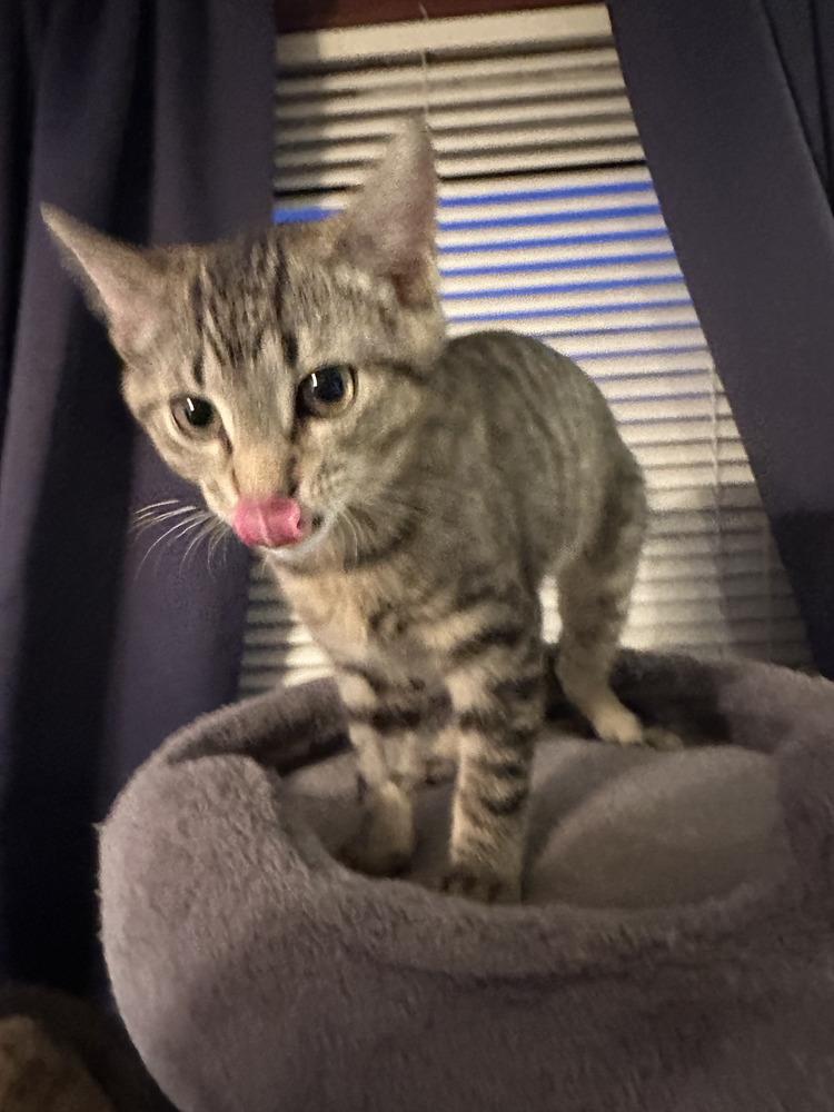 Enlarge Danny, a Adoptable mixed breed in East Greenville, PA image 3/3