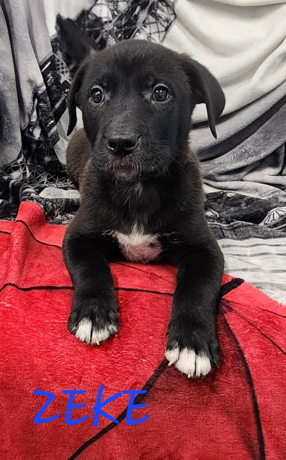Zeke
