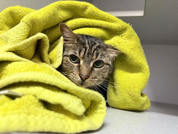Bella, Adoptable, Adult Female Domestic Short Hair.