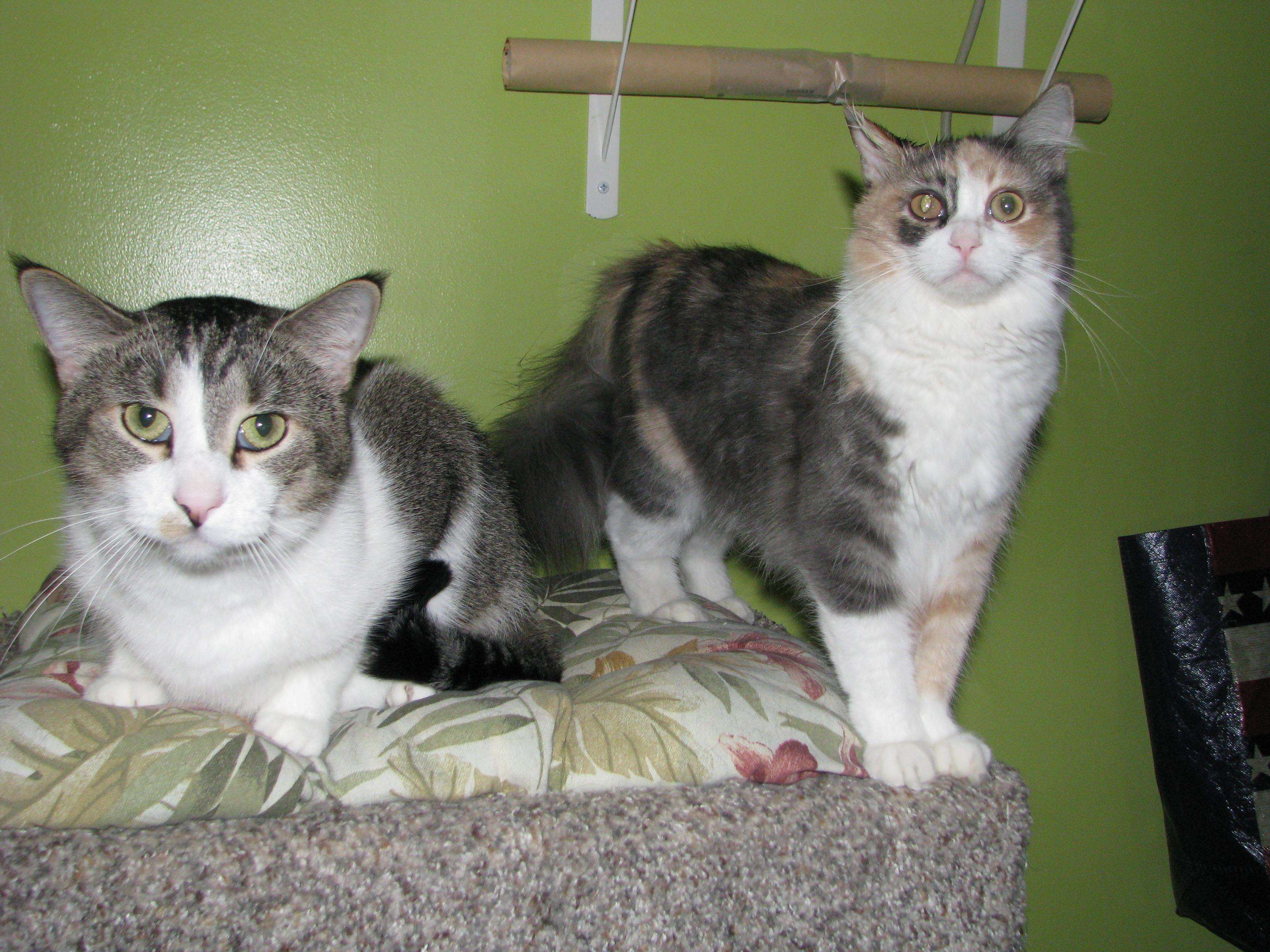 Enlarge Angel, a Adopted Dilute Calico in Coon Rapids, MN image 1/6