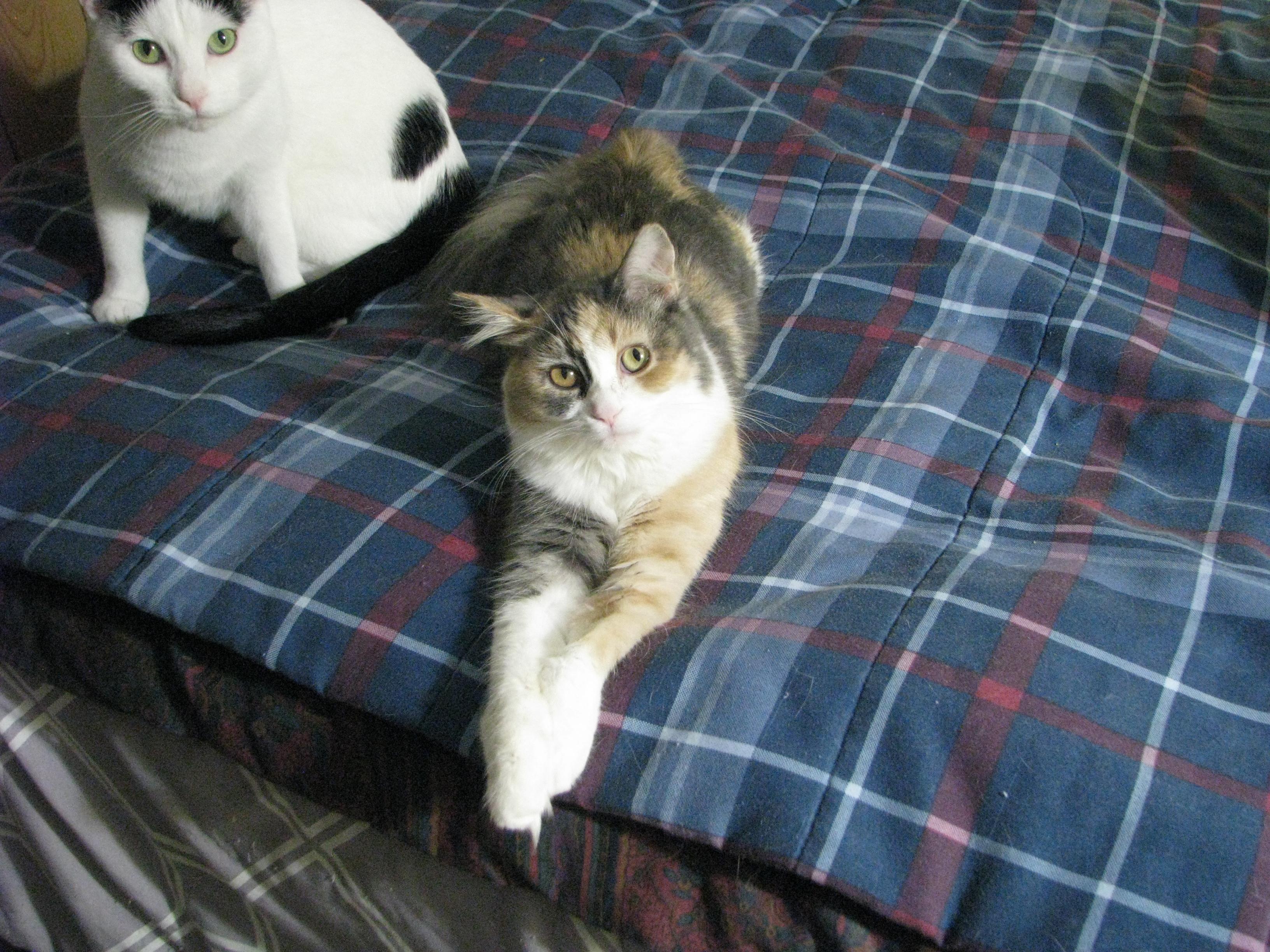 Enlarge Angel, a Adopted Dilute Calico in Coon Rapids, MN image 2/6