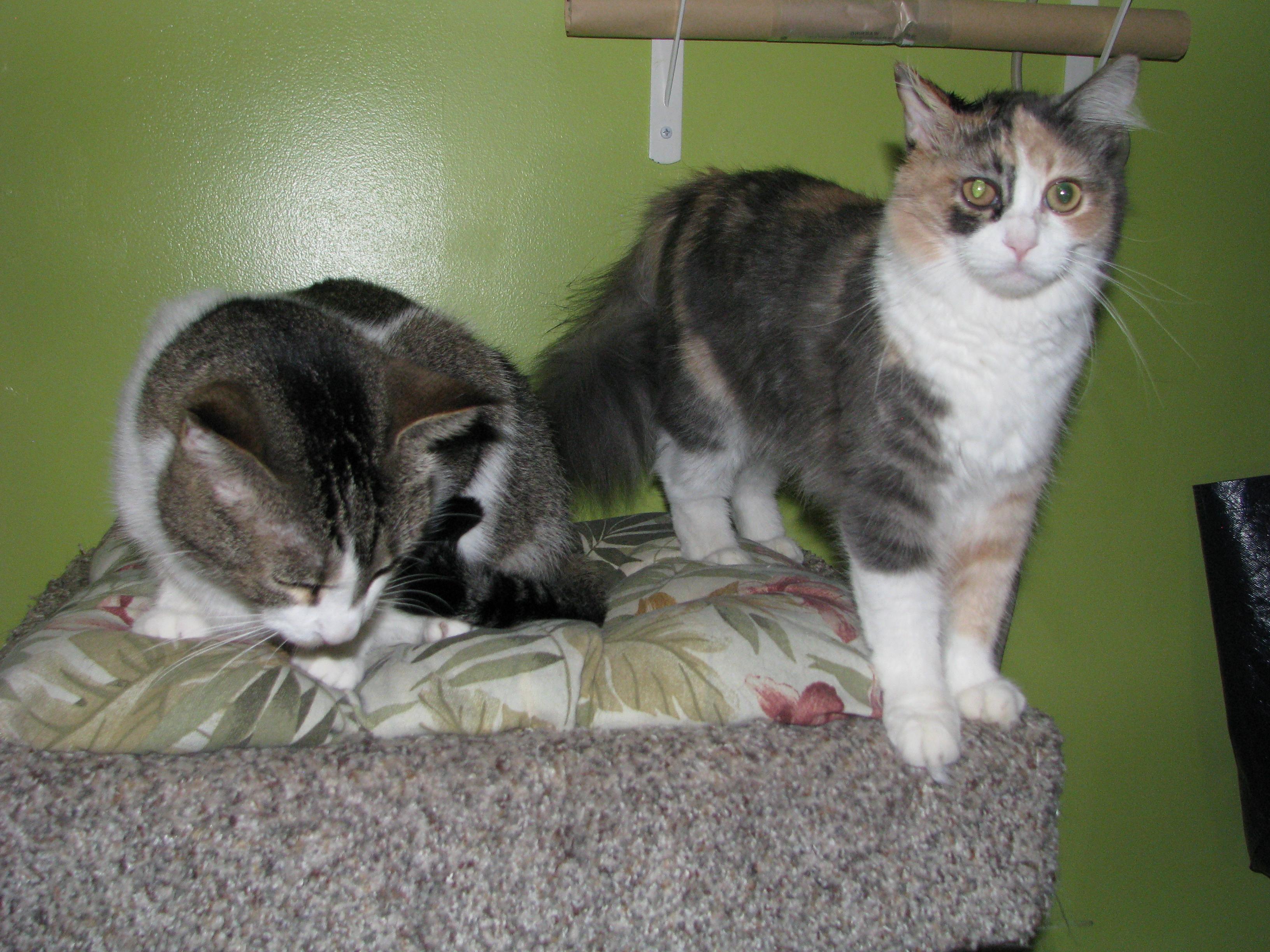 Enlarge Angel, a Adopted Dilute Calico in Coon Rapids, MN image 3/6