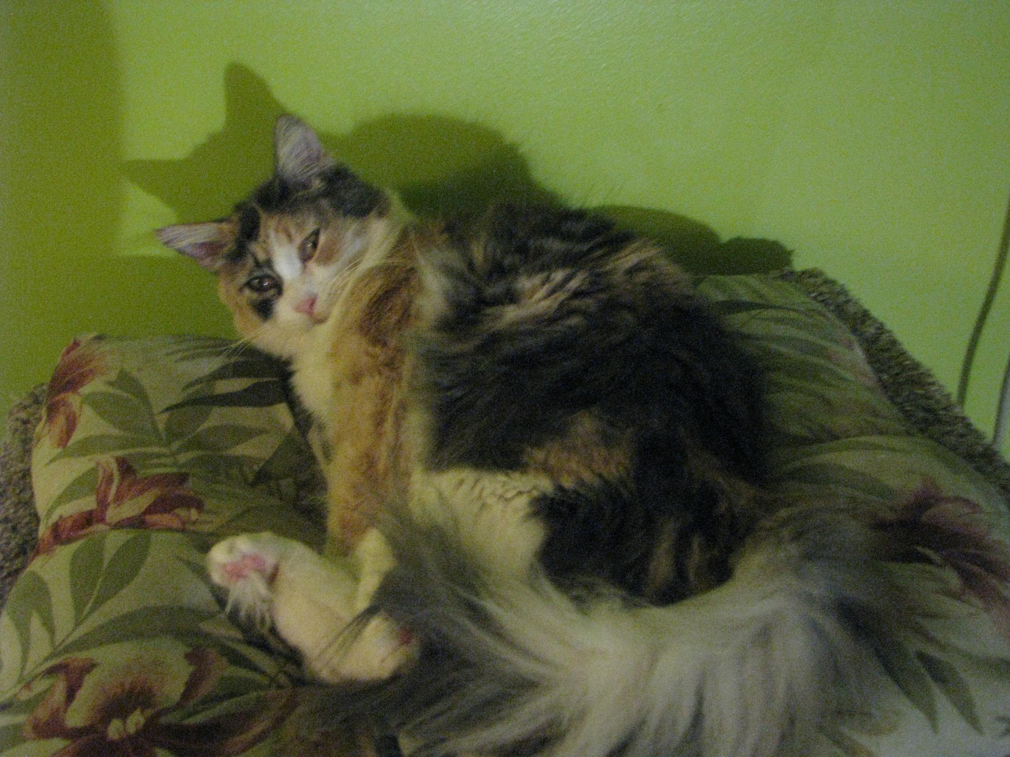 Enlarge Angel, a Adopted Dilute Calico in Coon Rapids, MN image 4/6