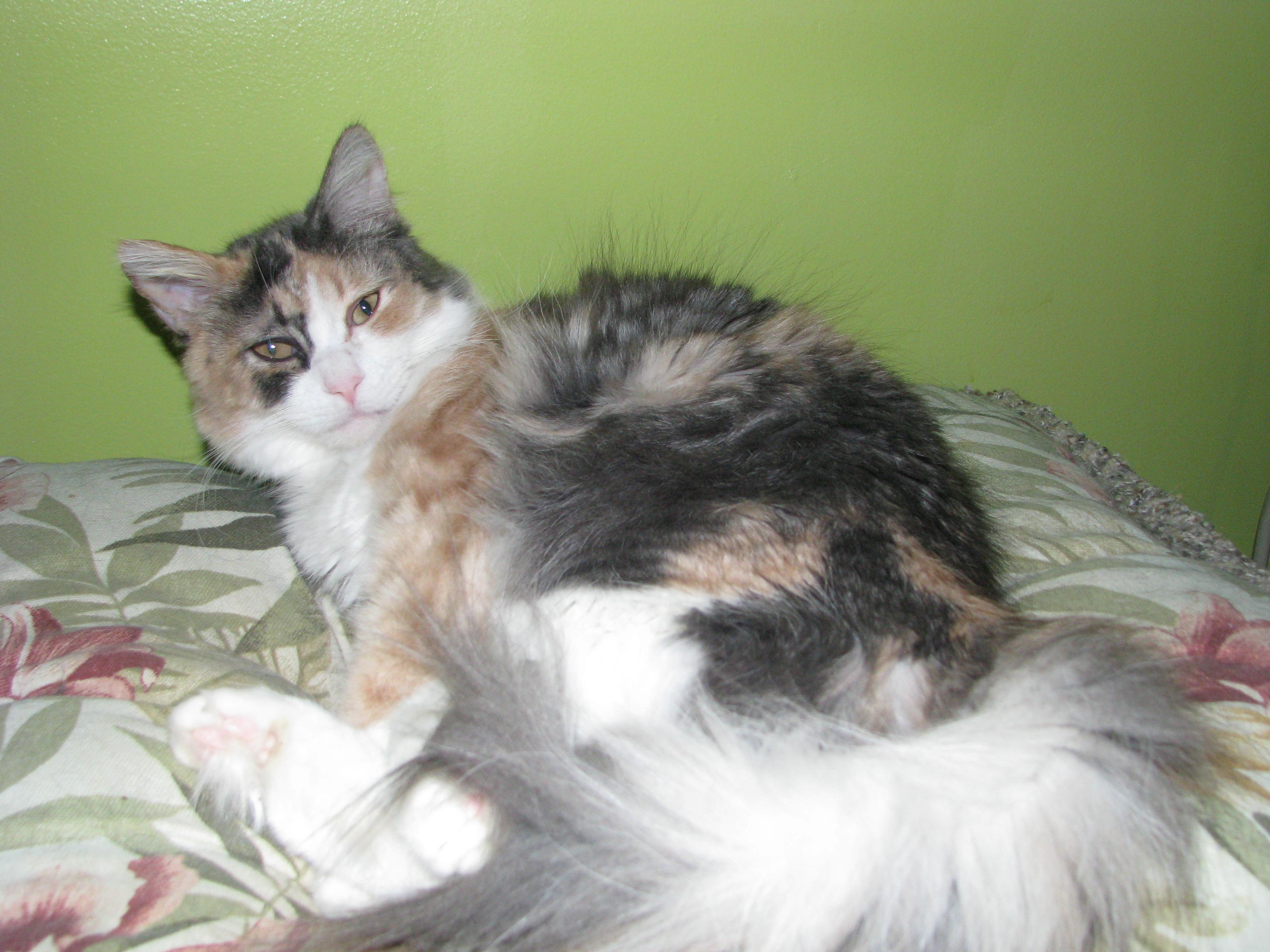 Enlarge Angel, a Adopted Dilute Calico in Coon Rapids, MN image 5/6