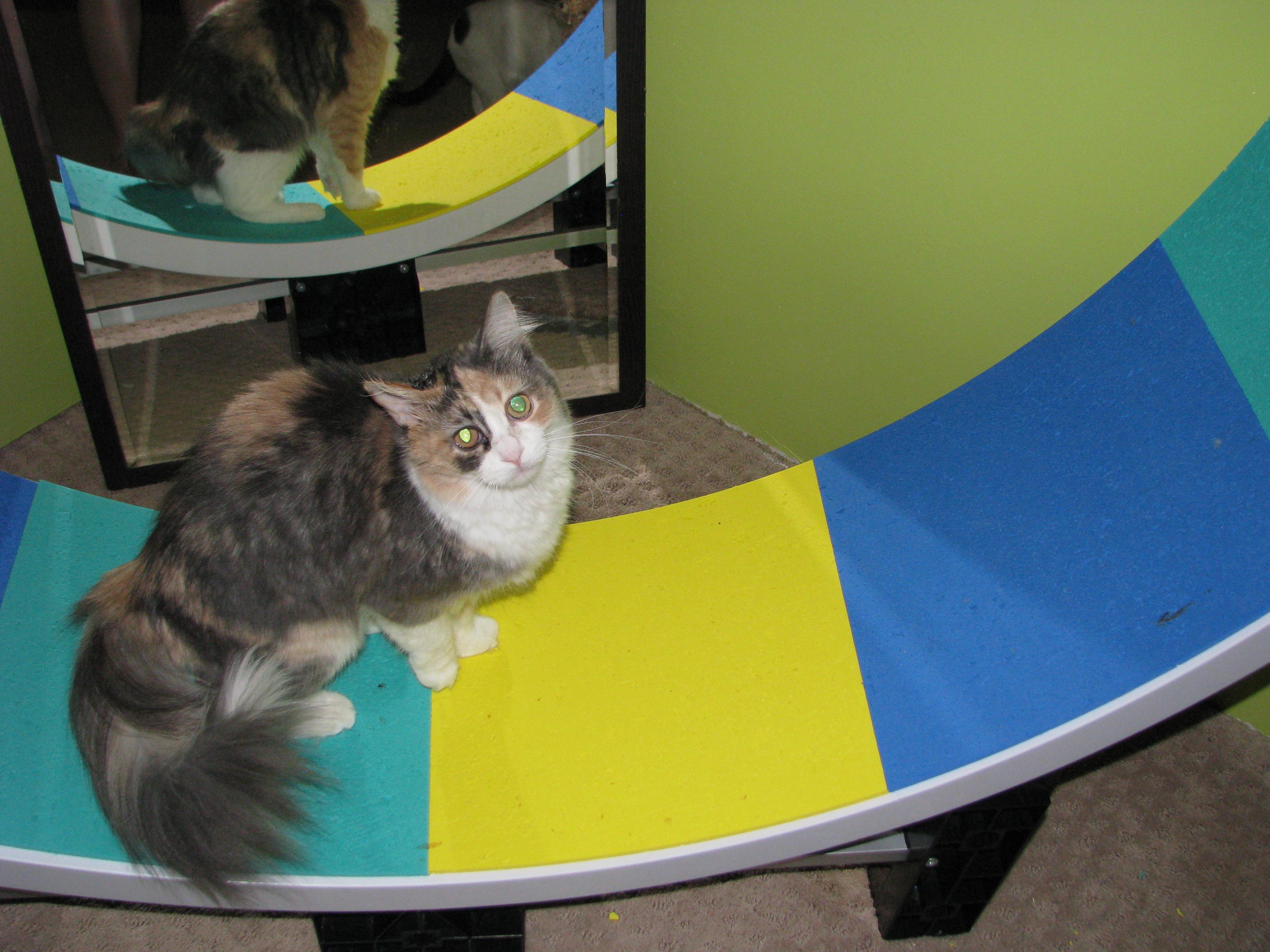 Enlarge Angel, a Adopted Dilute Calico in Coon Rapids, MN image 6/6