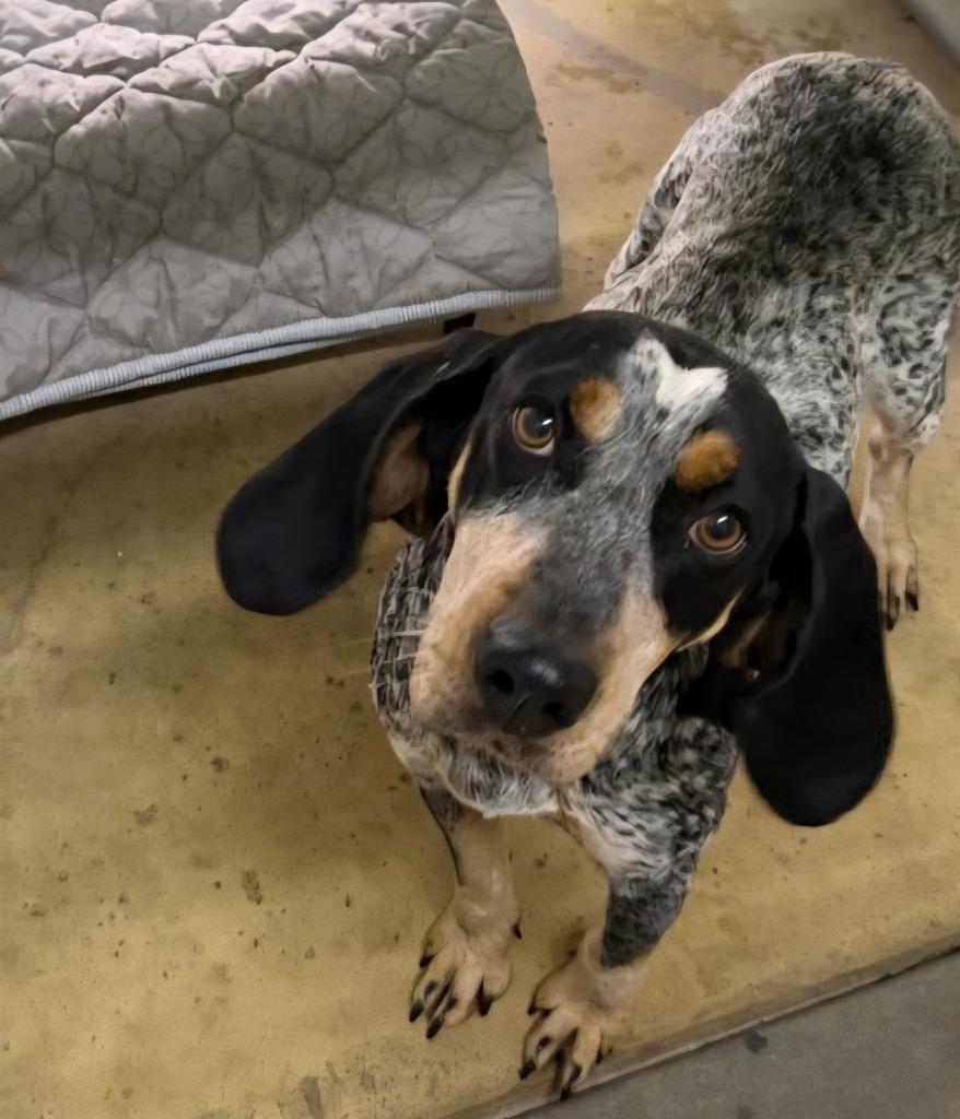 Enlarge Brandy, a Adoptable mixed breed in Lagrange, IN image 1/1