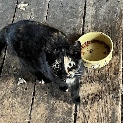 Pretty Face, Adoptable, Young Female Domestic Medium Hair.