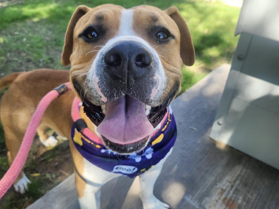 Enlarge CHAMPION, a Adoptable mixed breed in Mesa, AZ image 1/1