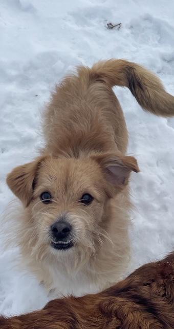 Enlarge Brownie, an adopted mixed breed in Terra Cotta, ON image 3/4