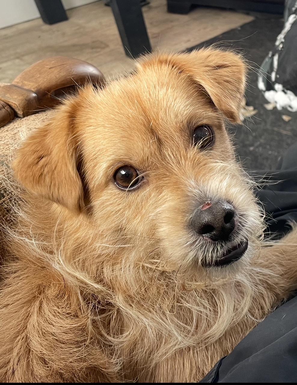 Enlarge Brownie, an adopted mixed breed in Terra Cotta, ON image 2/4