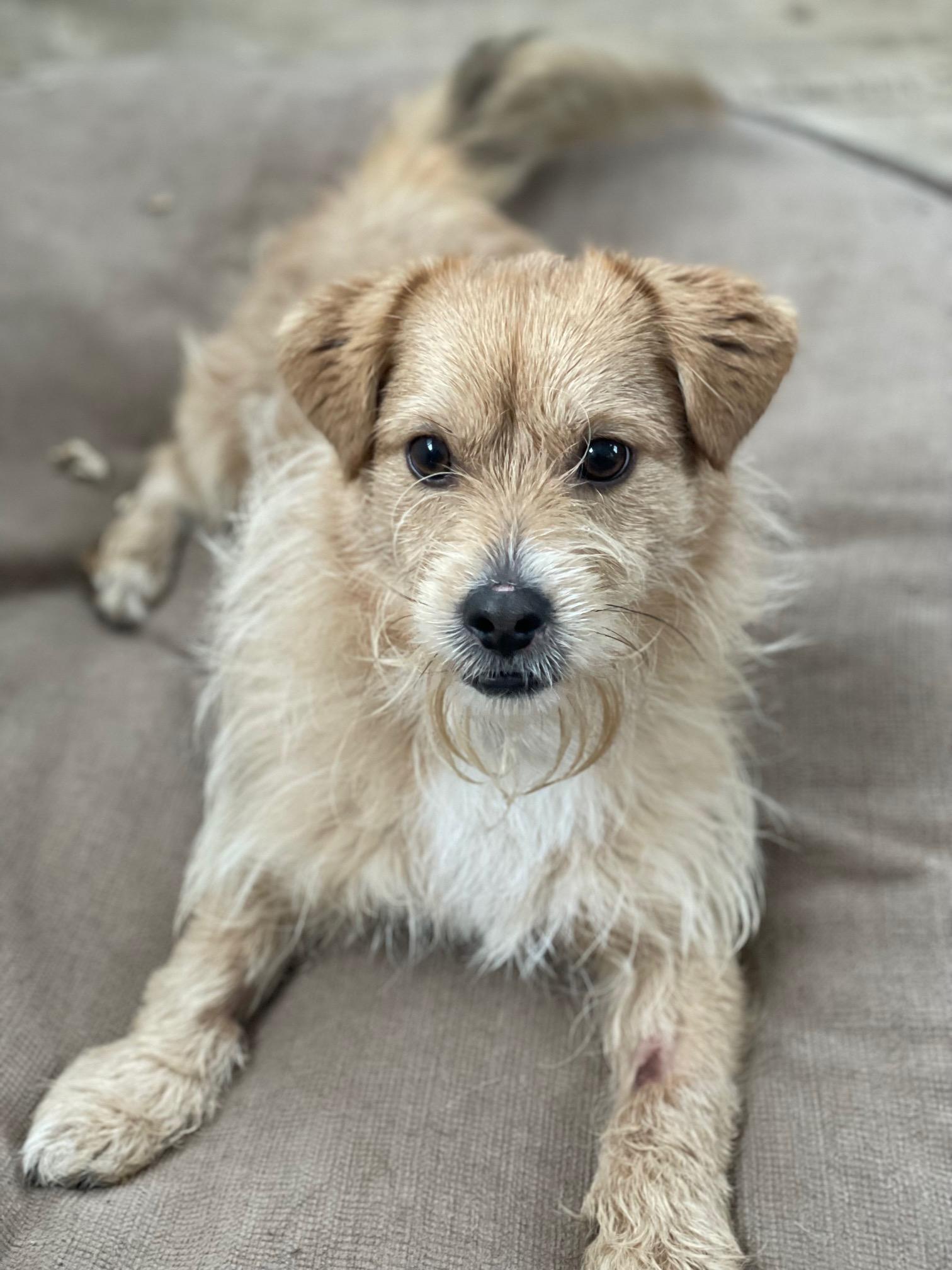 Brownie, adopted, Adult Male Terrier.