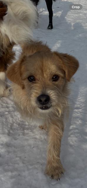 Enlarge Brownie, an adopted mixed breed in Terra Cotta, ON image 4/4