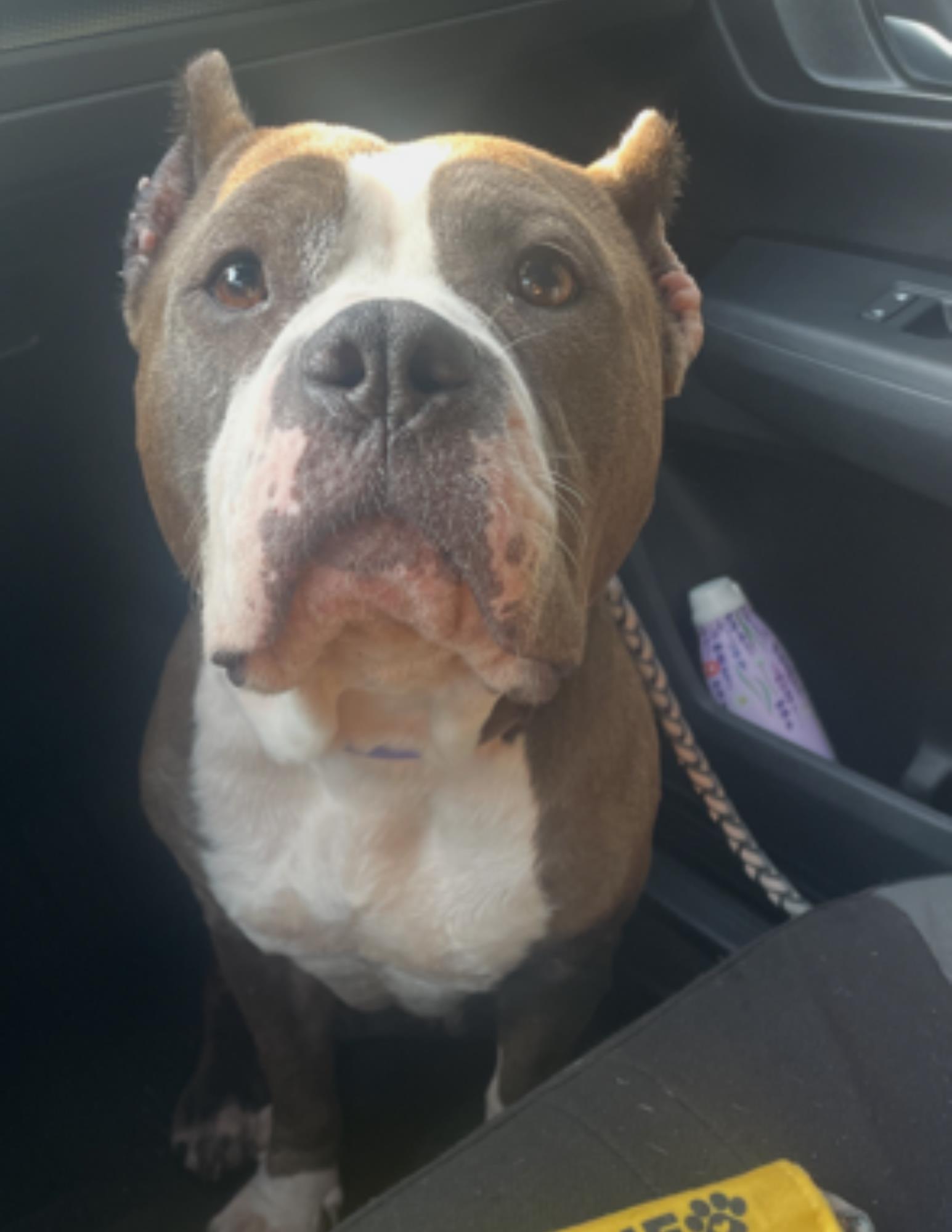 POLLY POCKET, Adoptable, Adult Female Staffordshire Bull Terrier & Mixed Breed.
