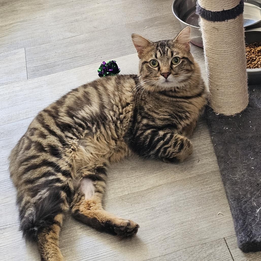 Michael Myers AKA Mike 25-131, Adoptable, Adult Male Domestic Medium Hair.