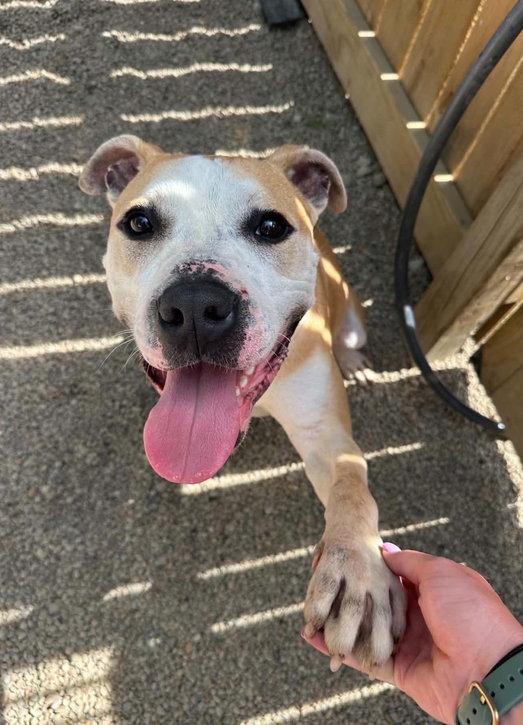 Enlarge Maximus, a ADOPTABLE American Staffordshire Terrier in Youngstown, OH image 5/6