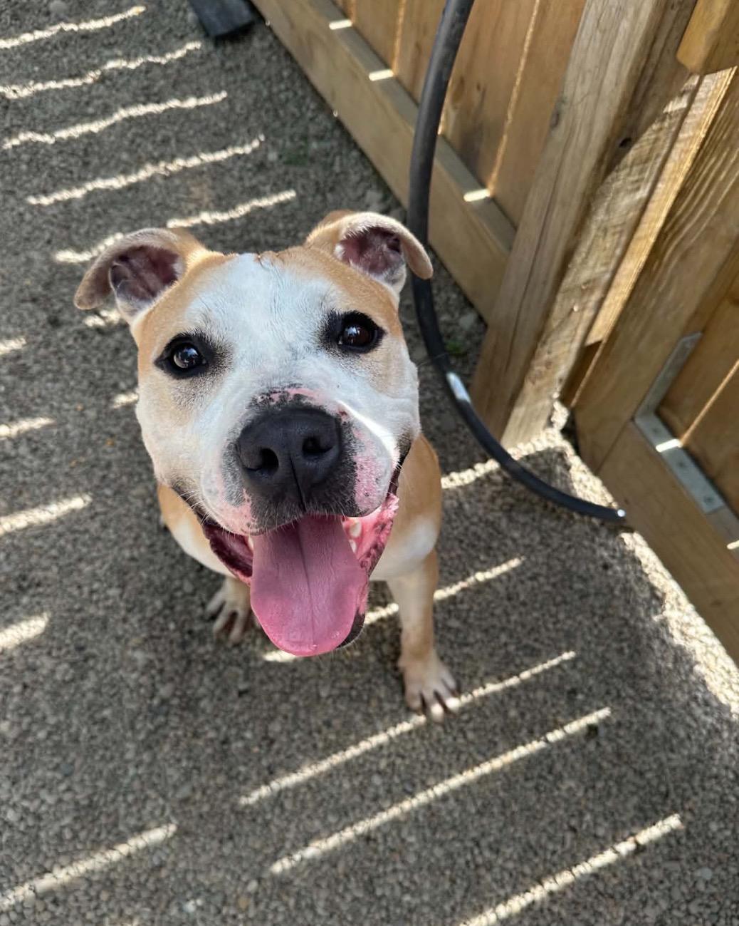 Enlarge Maximus, a ADOPTABLE American Staffordshire Terrier in Youngstown, OH image 4/6