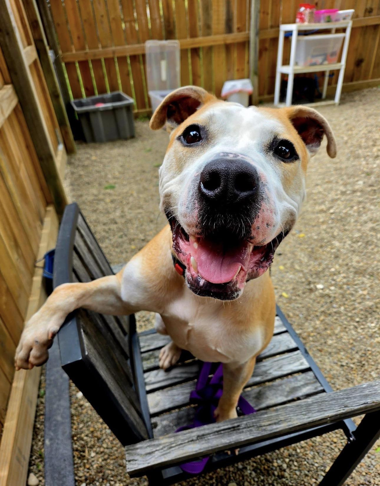 Enlarge Maximus, a ADOPTABLE American Staffordshire Terrier in Youngstown, OH image 2/6