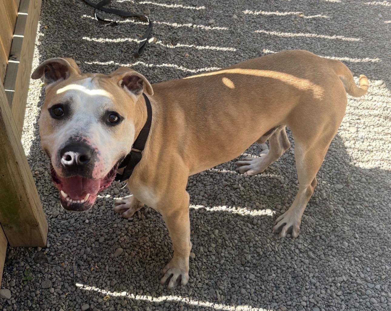 Enlarge Maximus, a ADOPTABLE American Staffordshire Terrier in Youngstown, OH image 6/6