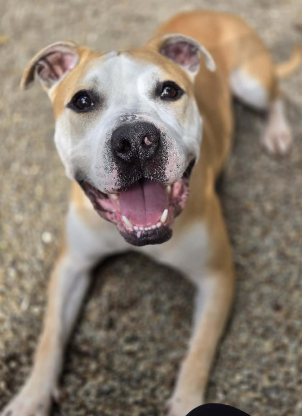 Enlarge Maximus, a ADOPTABLE American Staffordshire Terrier in Youngstown, OH image 3/6