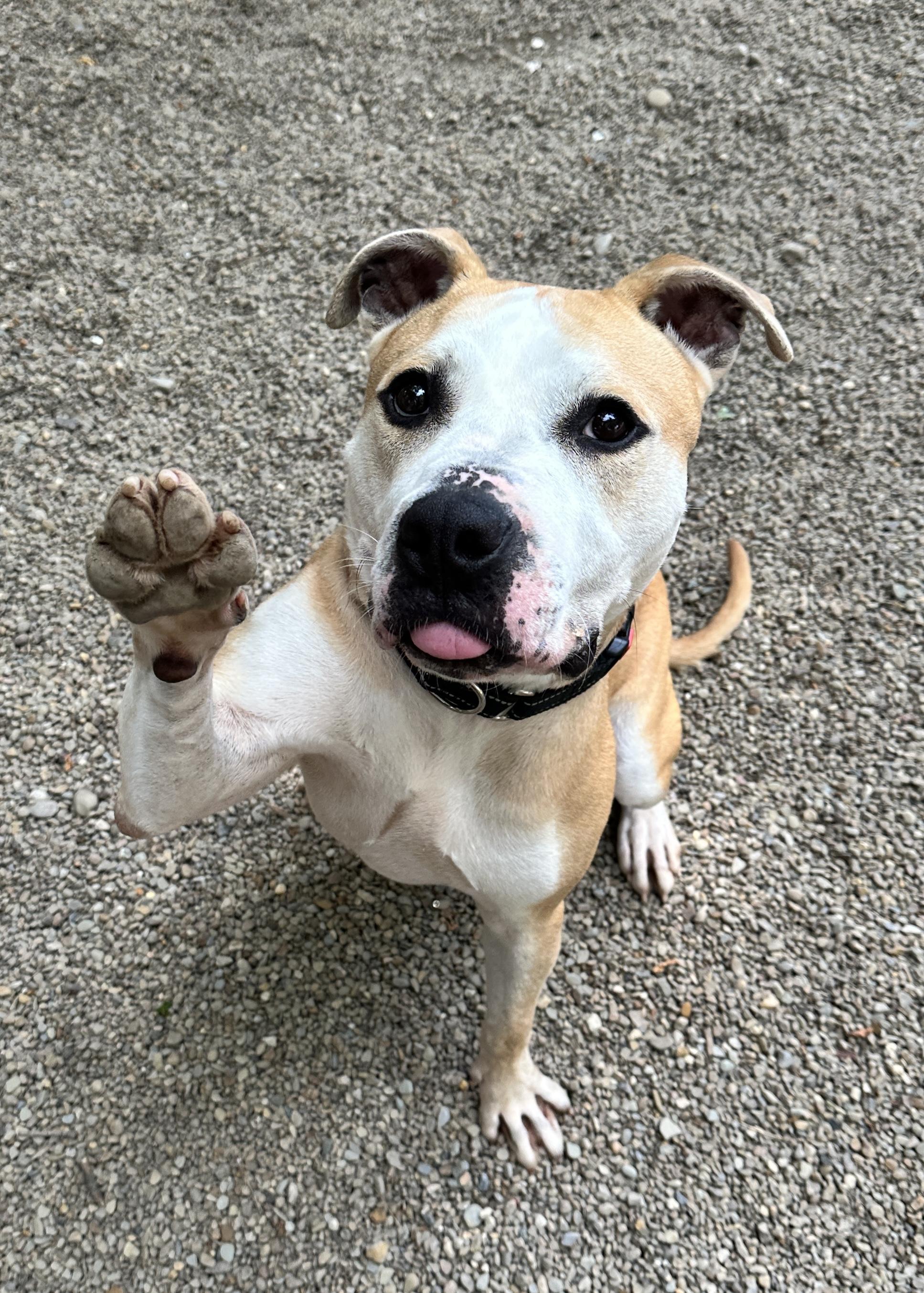 Enlarge Maximus, a ADOPTABLE American Staffordshire Terrier in Youngstown, OH image 1/6