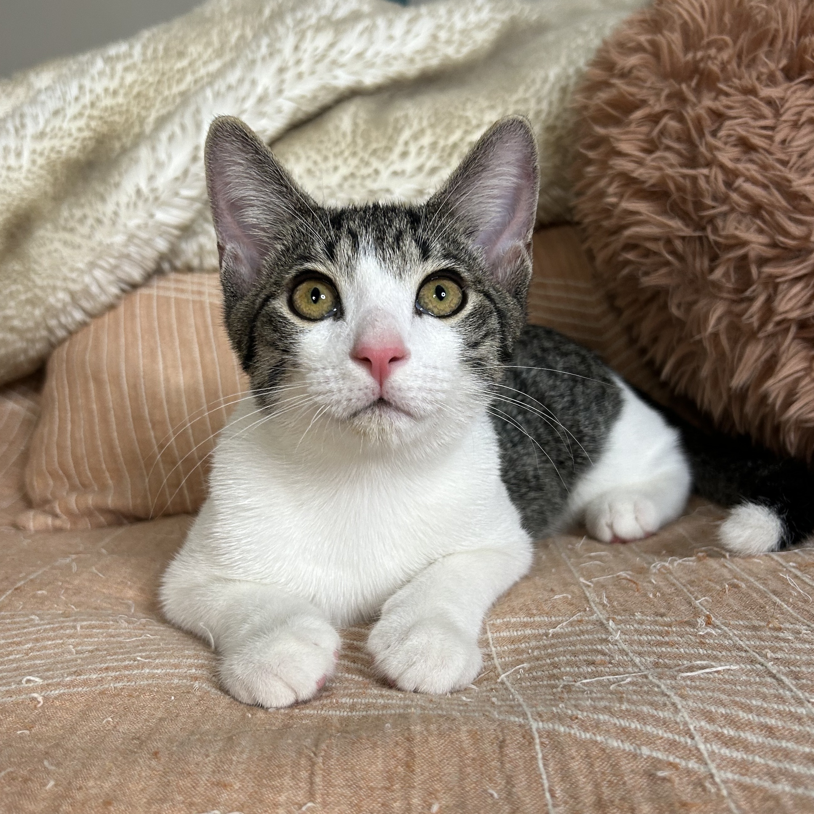 Finn, Adoptable, Young Male Tabby & Domestic Short Hair.