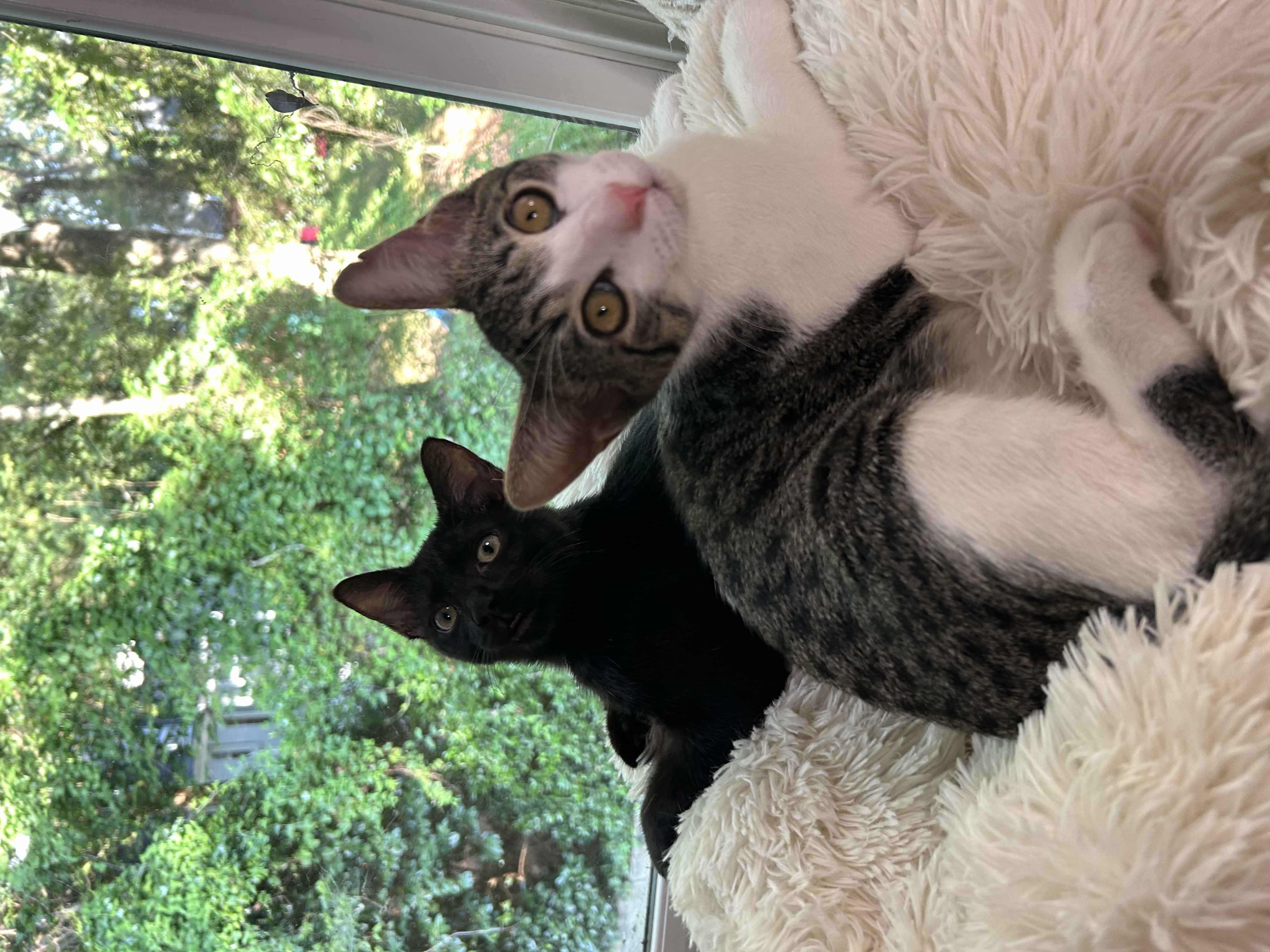 Finn, a Adoptable mixed breed in Atlanta, GA image 2/6